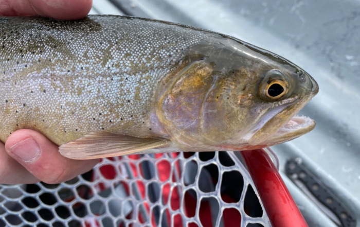 image of a lake trout